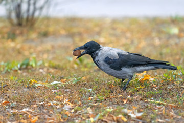 The hooded crow  (Corvus cornix, hoodie ) holds a walnut in its beak