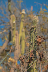 Desert vegetation