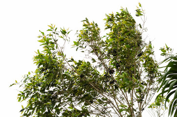 Cyzygium Cumini In The Wind