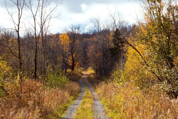 country road in autumn 
