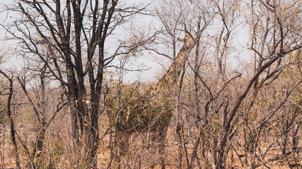 Giraffe behind a tree