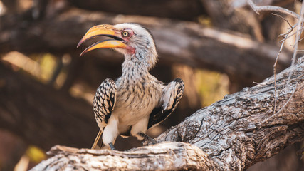 Yellow beak hornbill on a branch
