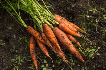 Bunch of organic dirty carrot harvest in garden on ground	