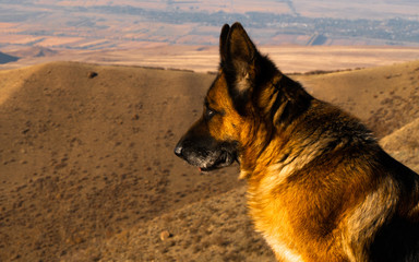  german shepherd in jailau