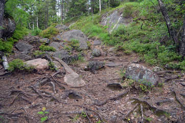 Forest on a summer day in Central Norway