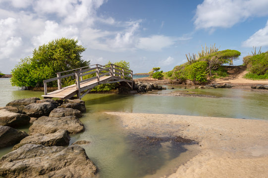 Savanna of Petrifications in Martinique