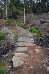 Forest on a summer day in Central Norway
