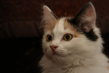 Portrait of a beautiful young fluffy long-haired tri-colored cat with yellow eyes and pink nose on a blurred dark background