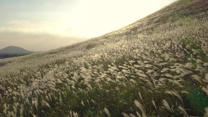 Drone view, a drone that crosses the reed forest at sunset.