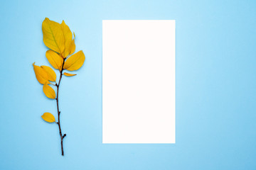Autumn composition, frame, blank paper. Branch with yellow leaves, plum, on a light blue background. Flat lay, top view, copy space