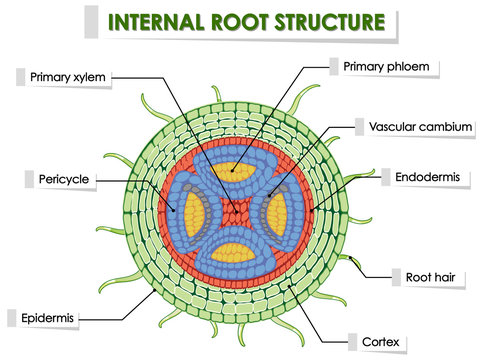 Diagram showing internal root structure