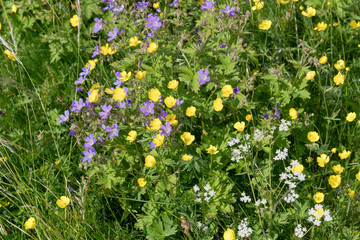 pile of common buttercup and violet flowers in geen meadows on shore, Bleik , Norway