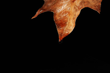Naklejka premium simple photos of autumn leaf in photo studio