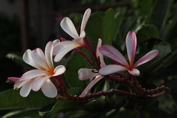 Temple tree flowers, Apocynaceae Frangipani or Plumeria 