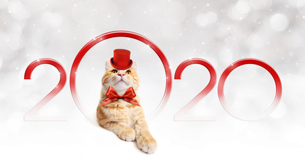2020 happy new year number text with funny magic ginger cat with red hat and christmas ribbon bow...