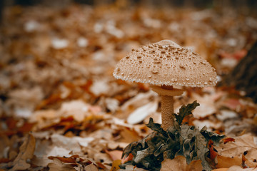 Kiev Ukraine, Autumn season mushrooms