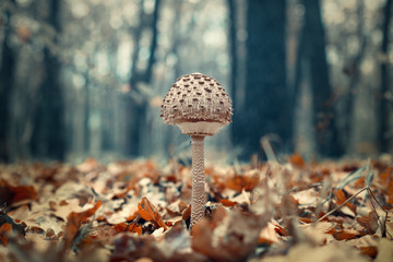 Kiev Ukraine, Autumn season mushrooms