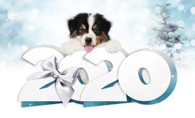 2020 happy new year number text, puppy pet dog with silver christmas ribbon bow isolated on blurred...