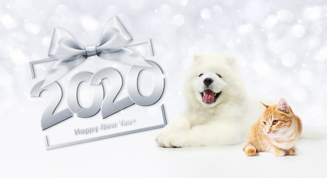 gift card, dog and cat 2020 happy new year text on package frame with silver ribbon bow on christmas lights background