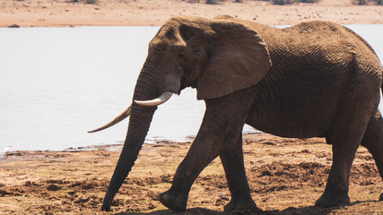 Elephants in Kruger National Park