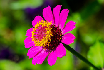 Obraz premium purple flower