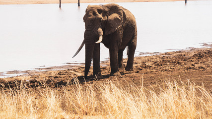 elephant in the kruger national park