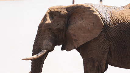Fototapeta na wymiar elephant in the kruger national park