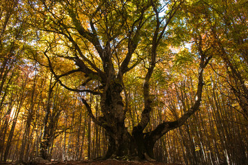 Monumental Pontone beech tree (faggio del Pontone) is located near Passo Godi. The Abruzzo National Park, a place of wonders and this is the park's most famous beech