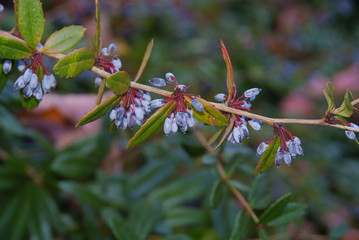 lila fruits of Berberis Julianae bush at autumn