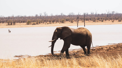 elephant in the kruger national park