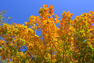 Fototapeta premium yellow orange autumn trees