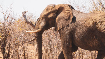 elephant in the kruger national park