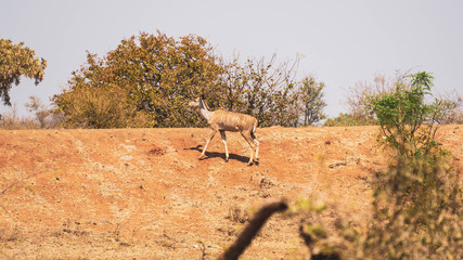 kudu antelope in south africa