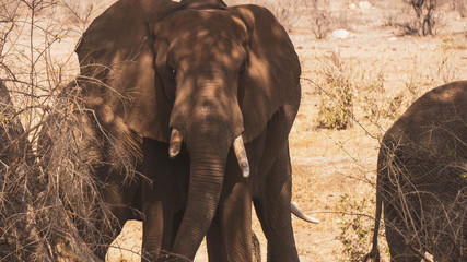 elephants in the kruger national park
