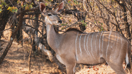 kudu antelope
