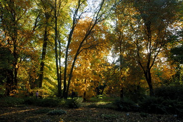 Obraz premium multicolor leaves of deciduous trees in park at autumn