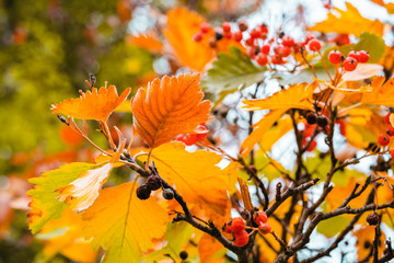 Rowan bush (Sorbus intermedia) with yellowed leaves