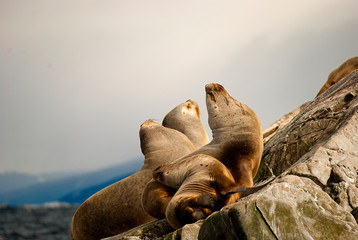 Sea lions in Ushuaia patagonia