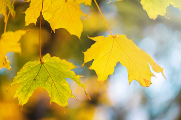 yellow maple leaves on a tree in autumn