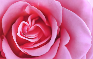 Close up view of a beautiful pink rose. Macro image of pink rose