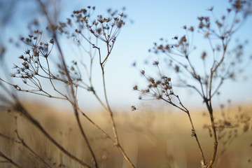 Fototapeta na wymiar Dry grass in autumn blurred field at sunny sunset.