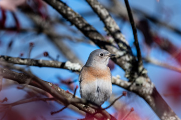 A curious western bluebird in a tree in Southern Oregon