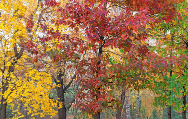 Trees with yellow, green and red leaves. The colors of autumn.
