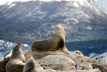 Sea lions in Ushuaia patagonia