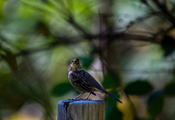 A golden-crowded sparrow in the Oregon woods