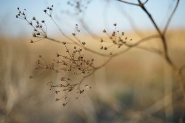 Dry flowers in autumn blurred field at sunny sunset.