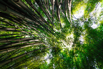 bamboo forest, beautiful green natural background at thailand
