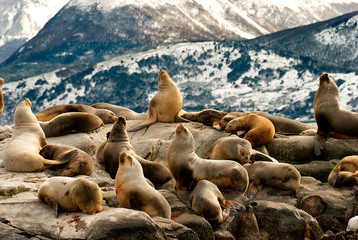 Sea lions in Ushuaia patagonia - obrazy, fototapety, plakaty