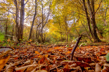 autumn leaves in forest