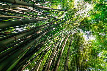 bamboo forest, beautiful green natural background at thailand
